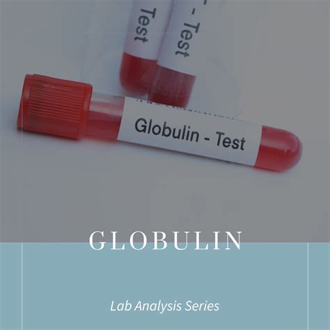 Globulin: What Highs and Lows Mean in Pregnancy - SARAH THOMPSON ...