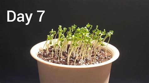 Image result for Radished Sprouting