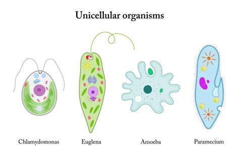Unicellular Organisms Example