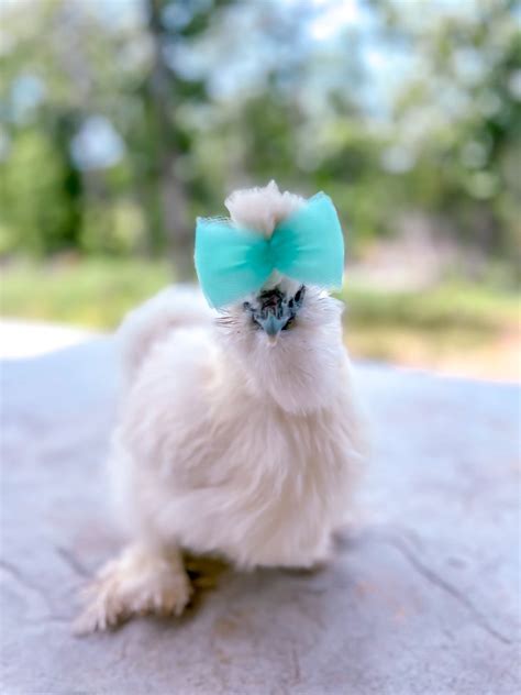 White Silkie Chicken