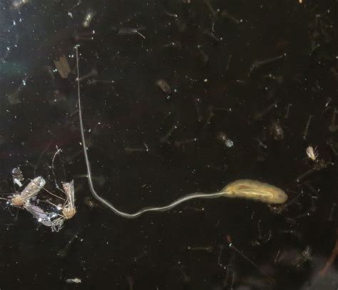 Bug Eric: Fly Day Friday: Rat-tailed Maggots