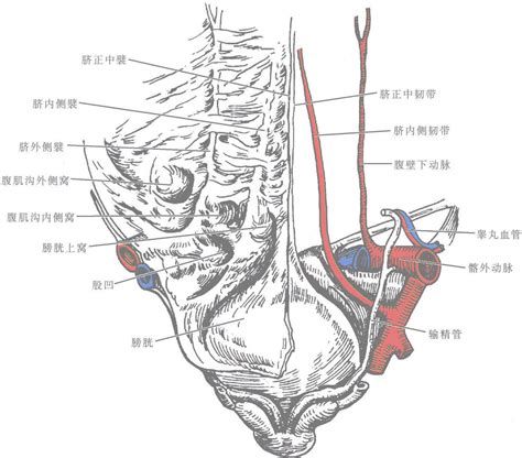 腹股沟在哪个位置图片，按摩腹股沟能增强性功能 — 神奇养生网