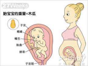 【怀孕27周】怀孕二十七周胎儿图,怀孕27周吃什么、注意什么_亲子百科_太平洋亲子网