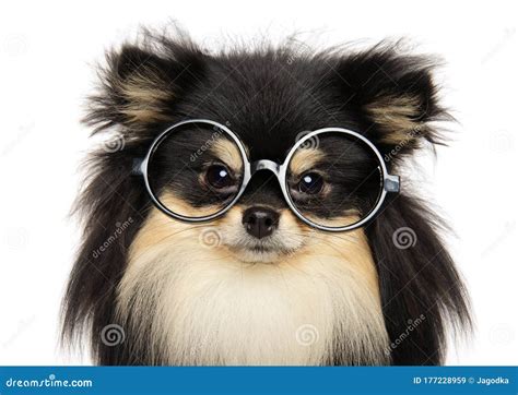 Dog With Glasses