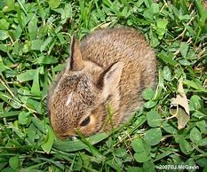 Image result for Newborn Wild Baby Bunnies