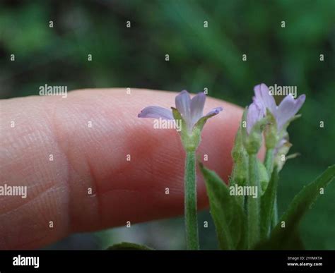 fringed willowherb (Epilobium ciliatum Stock Photo - Alamy