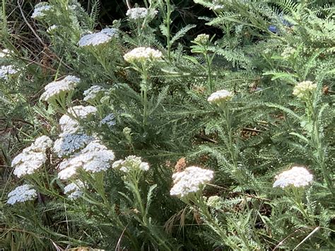 White Yarrow Plant