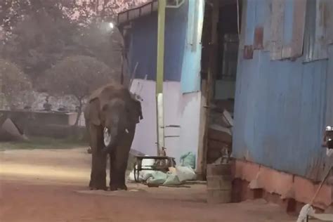 Chakulia Elephant Attack: जंगली हाथी का तांडव, श्री राज उद्योग में ...