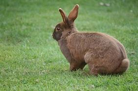 Image result for Gray Fluffy Bunny