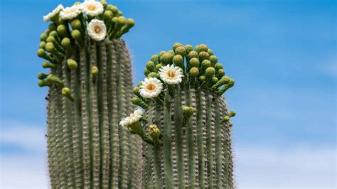 State Flower Of Arizona