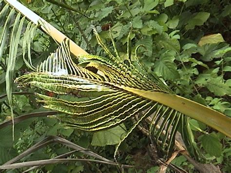 TNAU Agritech Portal :: Crop Protection :: Pest :: Coconut