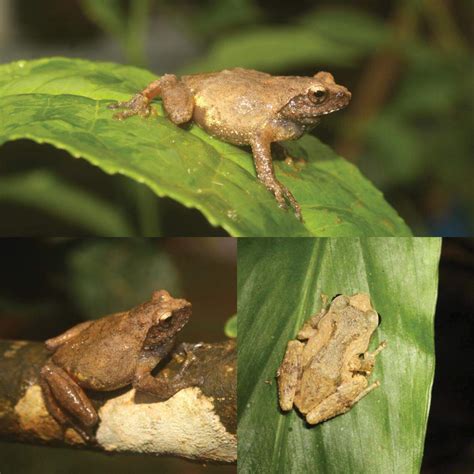 Hikers in India rediscover 2 frog species last seen in 1919 | Hilton ...