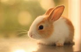 Image result for 10 Day Old Wild Bunnies