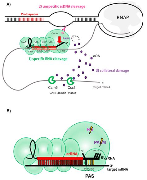 Heavily Armed Ancestors: CRISPR Immunity and Applications in Archaea ...