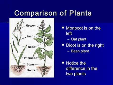 Monocots 的图像结果