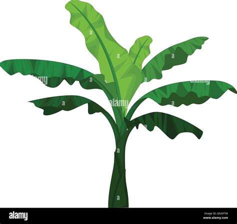 Mata De Platano Vector