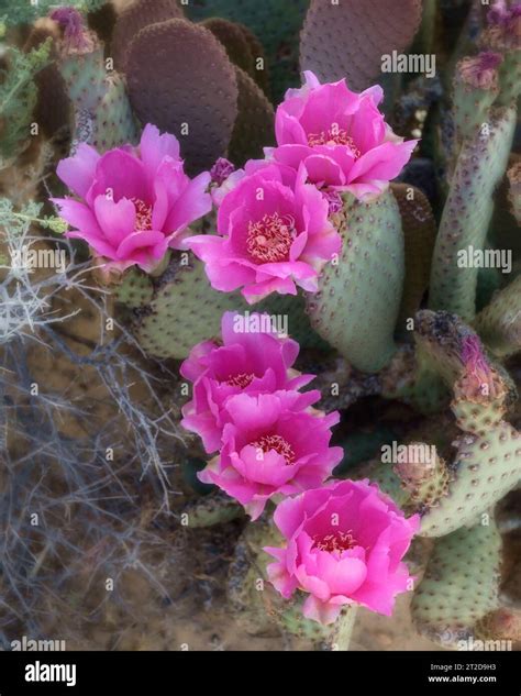 Pink prickly pear cactus flower hi-res stock photography and images - Alamy