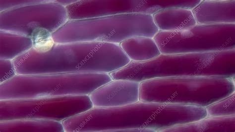 Light Microscope Micrograph 的图像结果