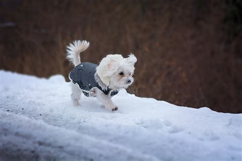 图片素材 : 雪, 冬季, 白色, 小狗, 可爱, 宠物, 天气, 季节, 出来, 在运动, 冷冻, 马耳他, 年轻的狗, 狗外套, 狗服装 ...