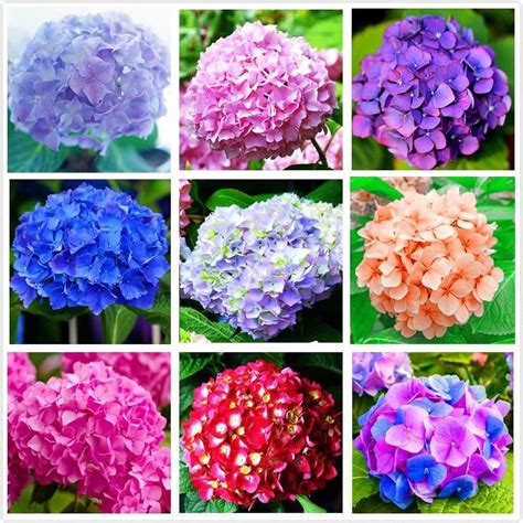 Hydrangea Seeds – Wedding Mix Multicolor Flower Seeds – Dharaseeds