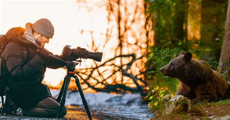 Wild Nature 的图像结果