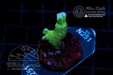 Montipora digitata green (WCC)(Filter)(BSP)-BSP_261