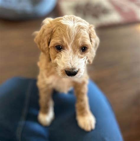 Image result for Miniature Cockapoo