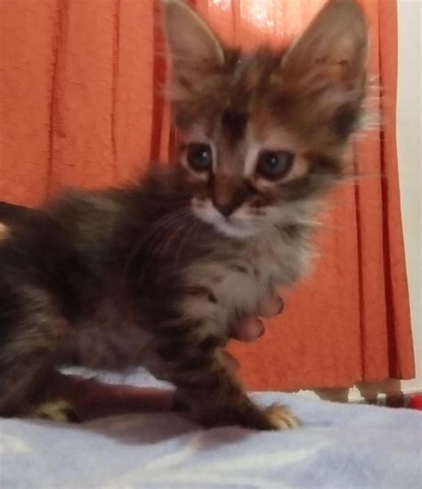 Hi, I need a name for my 4 months old cat. No gender defined. Any ...