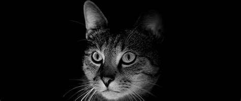 Download wallpaper 2560x1080 cat, muzzle, bw, dark dual wide 1080p hd ...