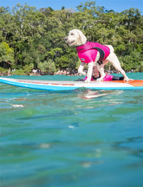 SURF COMP - sets tails wagging! | New Idea - lifestyle - Read this ...