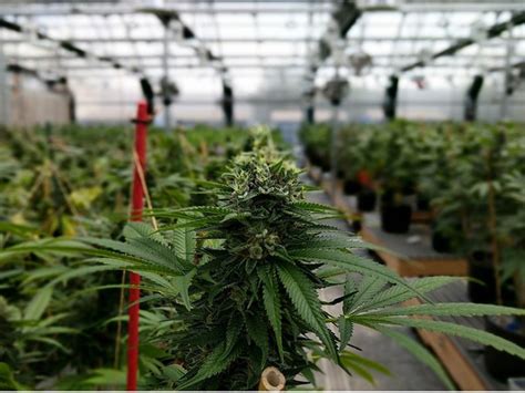 Scientists study differences in cannabis consumption