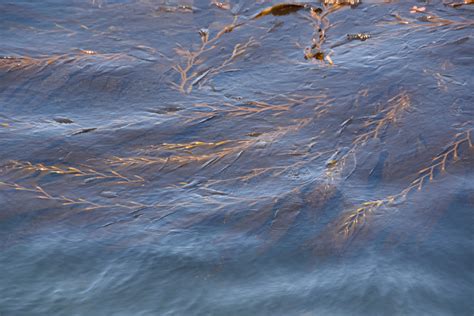 Seaweed In Ocean Free Stock Photo - Public Domain Pictures
