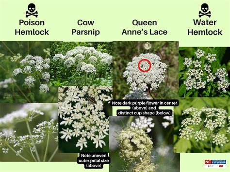 Poison Hemlock in the High Country…What to Know | N.C. Cooperative ...