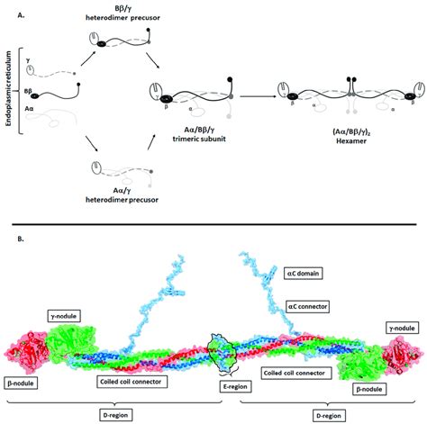 Image result for Fibrinogen Structure Simple