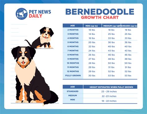 Bernedoodle Growth Chart: How Big Will Your Bernedoodle Get? - Puppy ...