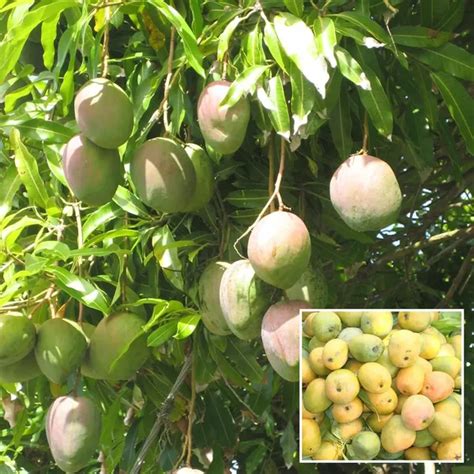 Ixora Farming Kothapalli Kobbari Mango Aam Grafted Fruit Plant (1.5-3 ...