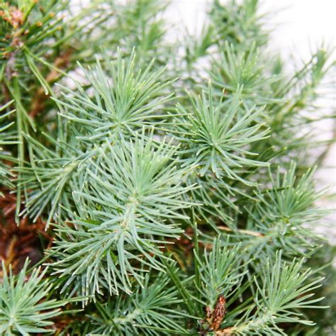 Bonsai - Pinus halepensis - Aleppo-Kiefer - | Kaufland.de