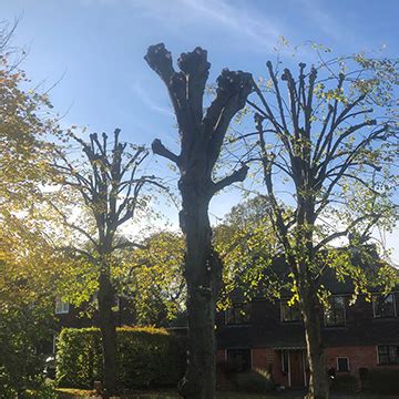 Image result for Pollarding