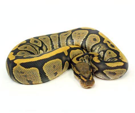Image result for Hypo Ball Python