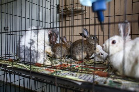 Bunnies rescued from hoarding situation in Muskegon home - mlive.com