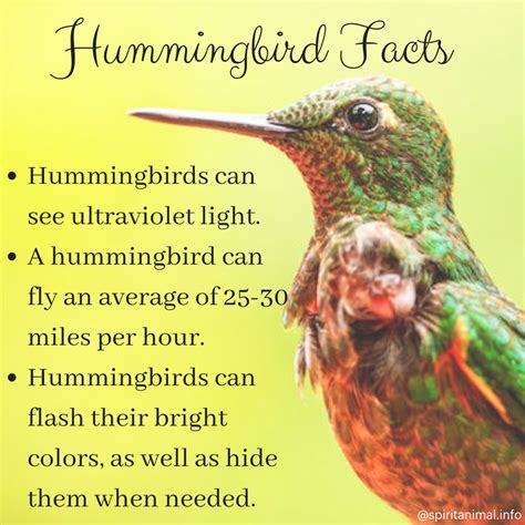 What Is Some Interesting Facts About Hummingbirds at Jerry Bergman blog