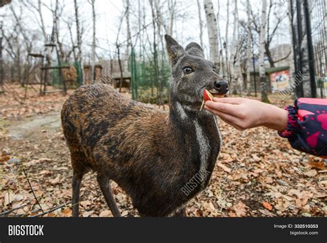 Siberian Musk Deer, Image & Photo (Free Trial) | Bigstock
