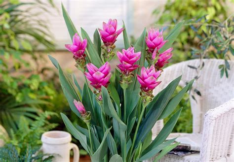 Image result for Curcuma Protocol Cancer