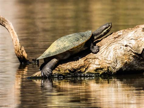 Turtle Back Zoo Lake at Lynn Medford blog