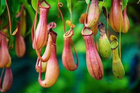 7 Carnivorous Plants: Nature's Marvelous Adaptations – Ugaoo