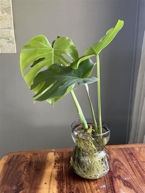 How to Put Monstera in Water: Easy Steps for Healthy Growth - Indoor Plants