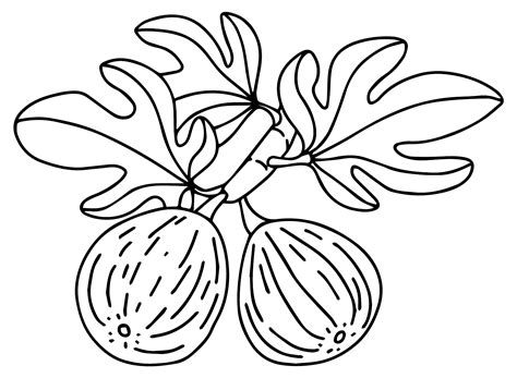 Mais de 20 páginas para colorir de figos - PDF para impressão grátis e ...