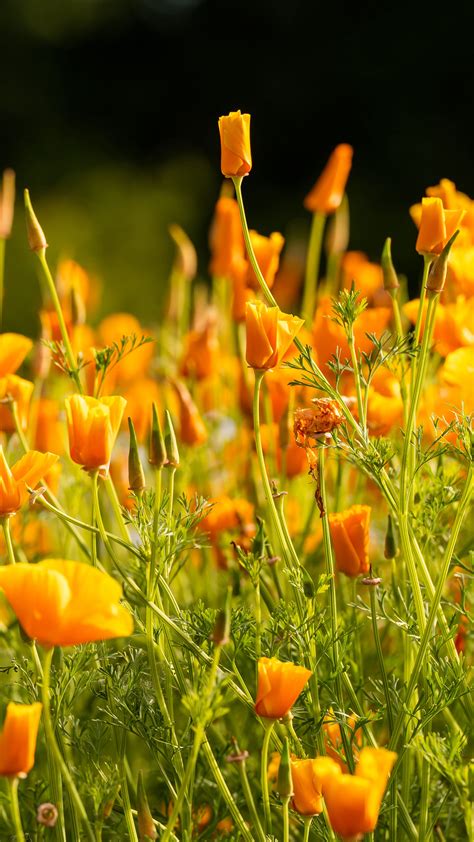 Download wallpaper 2160x3840 eschscholzia californica, flowers, petals ...
