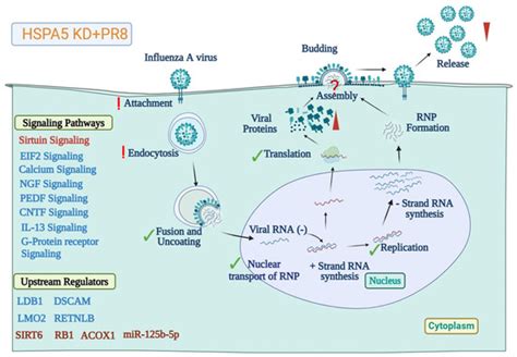 HSPA5, a Host Cellular Heat-Shock Protein Required for Influenza a ...