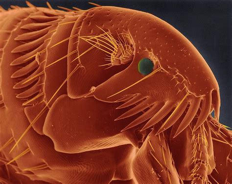 Flea Microscope 的图像结果